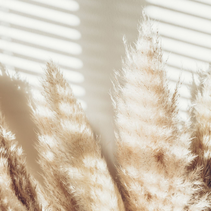 Nahaufnahme von weichem, federleichtem beigem Pampasgras mit Sonnenlicht, das durch die Jalousien strömt und gestreifte Licht- und Schattenmuster auf dem Gras und der Wand dahinter erzeugt. Die Gesamtstimmung ist ruhig und luftig.